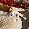 animal, black, blanket, brown, cat, comfort, couch, cozy, feline, fur, home, indoor, pet, plaid, red, relaxed, resting, sleeping, soft, white