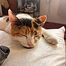 animal, calico_cat, cat, close_up, companion, cozy, cute, dog_nose, fur, home, indoor, nap, nose, pet, pillow, relaxation, resting, sleeping, soft_light, whiskers