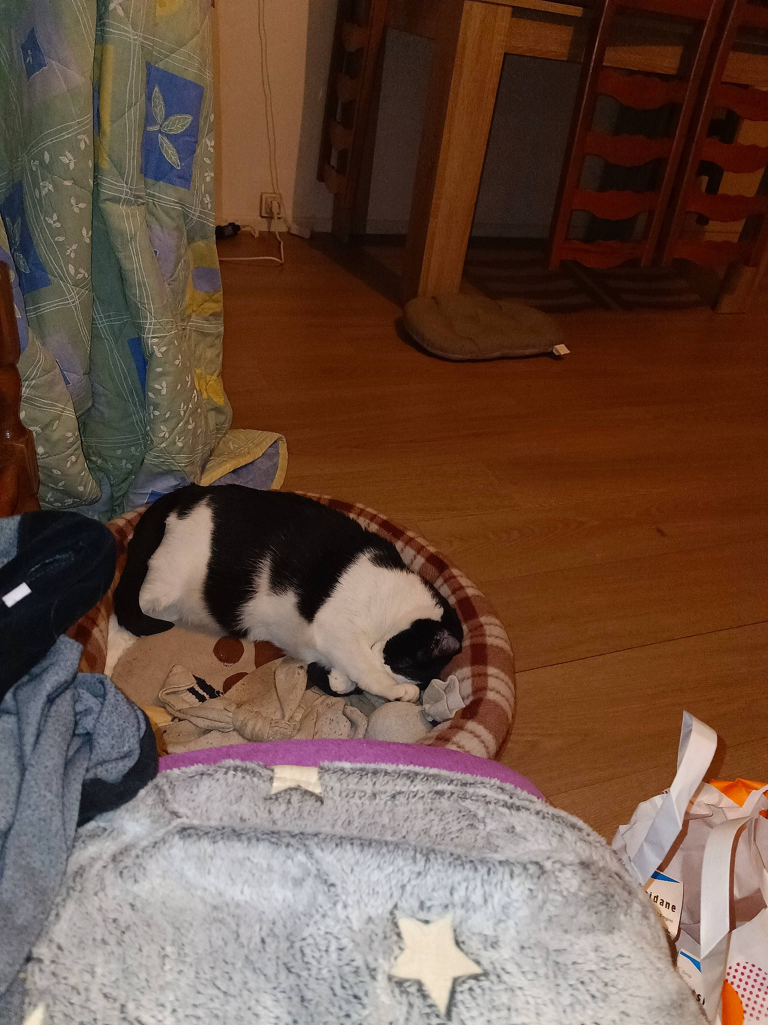 Praline participe au concours pour gagner de l'argent avec cette photo : canidae, carnivore, cat, chair, comfort, companion_dog, curtain, dog_breed, domestic_short_haired_cat, felidae, flooring, fur, hardwood, linens, room, small_to_medium_sized_cats, sporting_group, tail, whiskers, wood