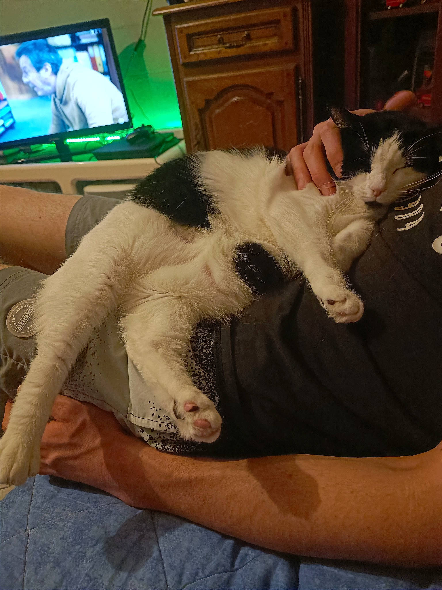 Praline participe au concours pour gagner de l'argent avec cette photo : cabinetry, carnivore, cat, comfort, companion_dog, couch, elbow, felidae, foot, fur, gadget, gesture, home_appliance, human_leg, lap, small_to_medium_sized_cats, television, television_set, thigh, whiskers