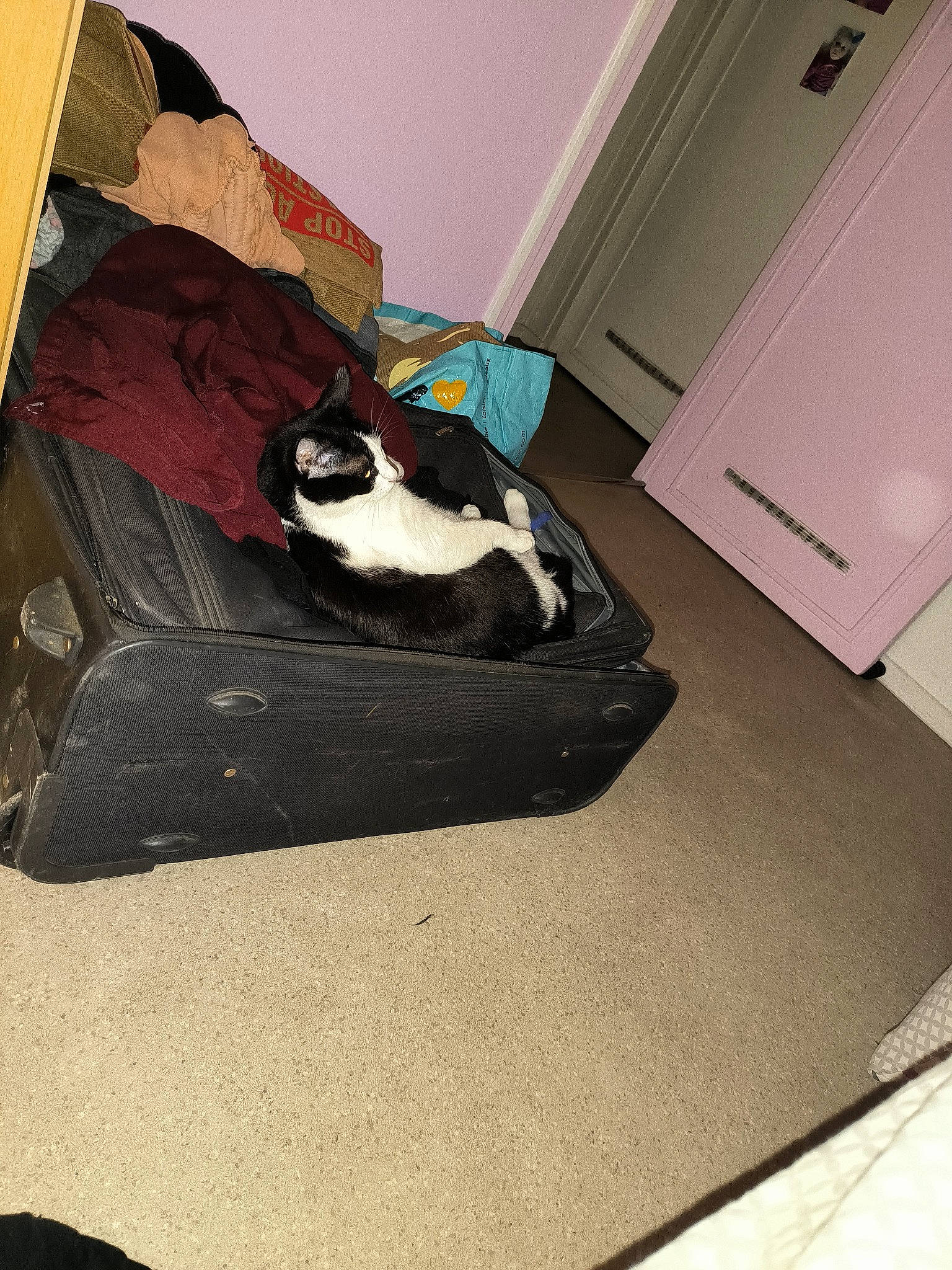 Praline participe au concours pour gagner de l'argent avec cette photo : bag, brown, carnivore, cat, cat_supply, comfort, companion_dog, dog_breed, door, fawn, felidae, flooring, hardwood, linens, luggage_and_bags, pet_supply, room, small_to_medium_sized_cats, whiskers, wood