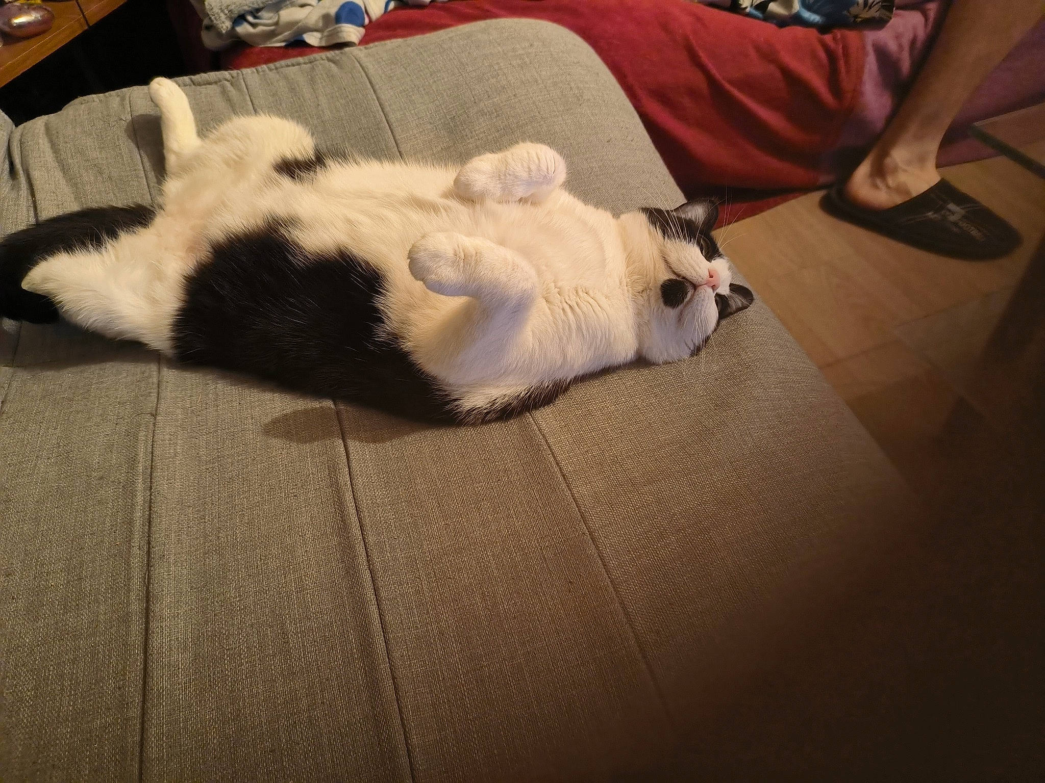 Praline participe au concours pour gagner de l'argent avec cette photo : carnivore, cat, comfort, companion_dog, dog_breed, domestic_short_haired_cat, fawn, felidae, flooring, grey, hardwood, human_leg, linens, mammal, paw, small_to_medium_sized_cats, tail, textile, whiskers, wood
