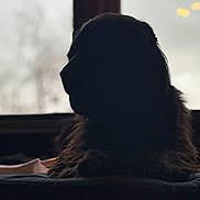 Jessie is registered to the contest to win money with this photo: dog, silhouette, indoor, window, shadow, fluffy, pet, animal, lying_down, dark, backlit, furniture, quiet, calm, resting, blurred_background, cozy, mystery, large_dog, profile