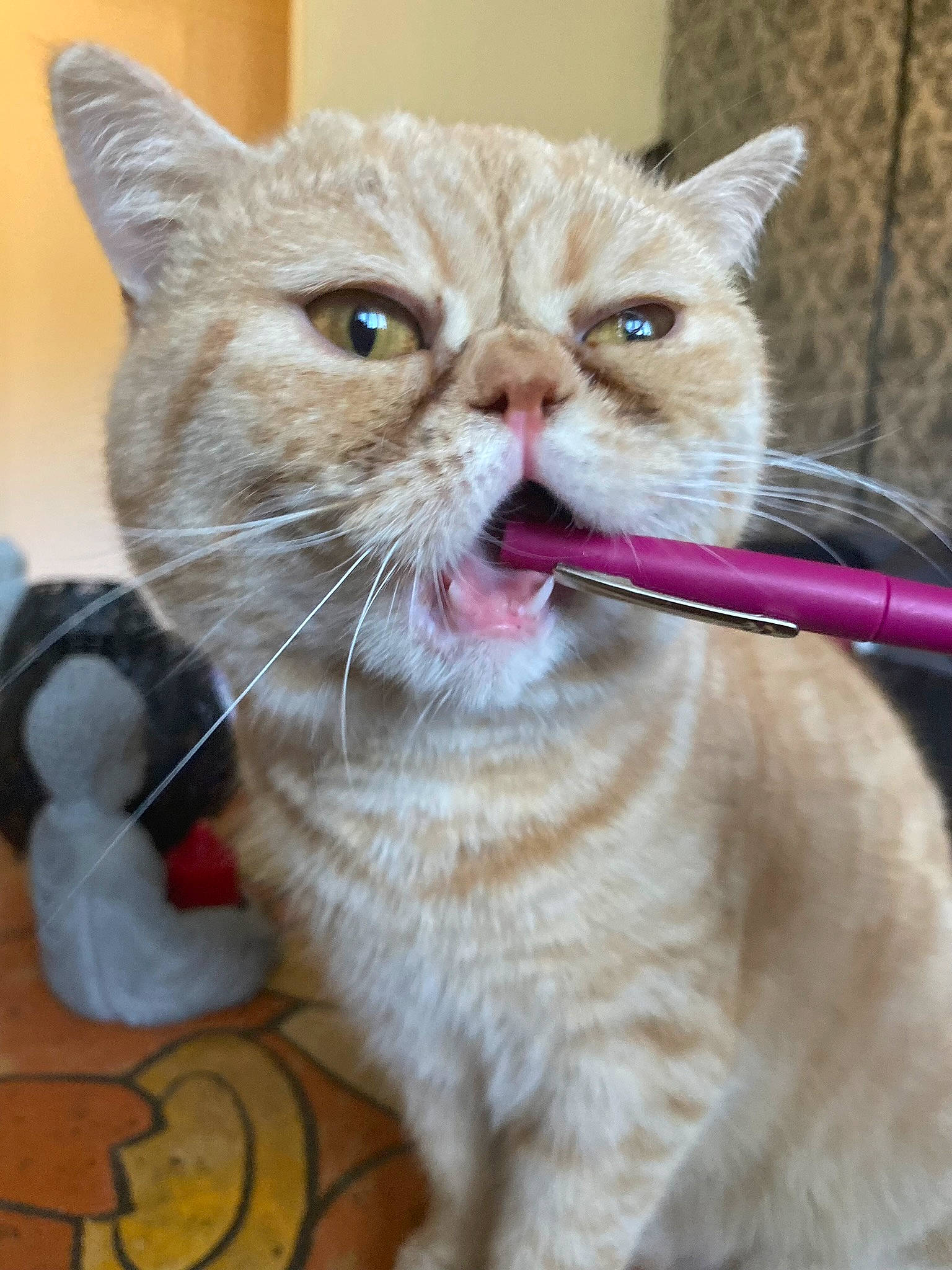 Smoke participe au concours pour gagner de l'argent avec cette photo : carnivore, cat, cat_supply, claw, collar, domestic_short_haired_cat, fawn, felidae, fur, paw, pet_supply, small_to_medium_sized_cats, snout, tail, whiskers