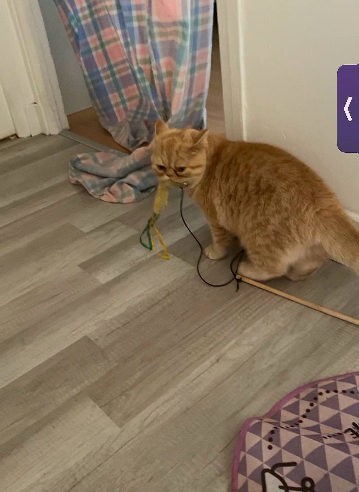 Smoke participe au concours pour gagner de l'argent avec cette photo : carnivore, cat, chair, comfort, fawn, felidae, floor, flooring, fur, hardwood, laminate_flooring, plaid, small_to_medium_sized_cats, snout, tail, tartan, whiskers, wood, wood_flooring, wood_stain