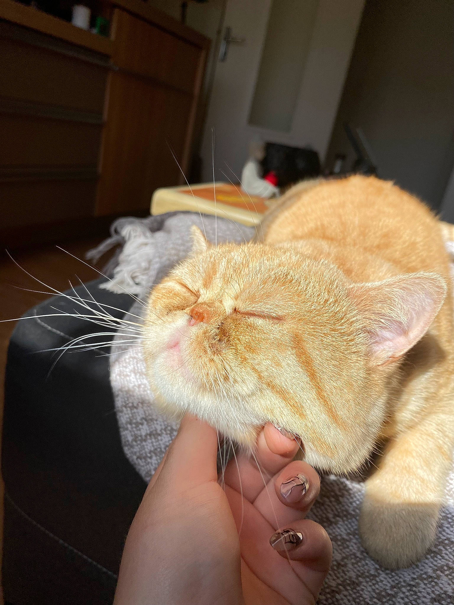 Smoke participe au concours pour gagner de l'argent avec cette photo : carnivore, cat, claw, comfort, domestic_short_haired_cat, eye, fawn, felidae, finger, foot, gesture, hat, human_leg, nail, small_to_medium_sized_cats, snout, tail, thumb, whiskers, wood