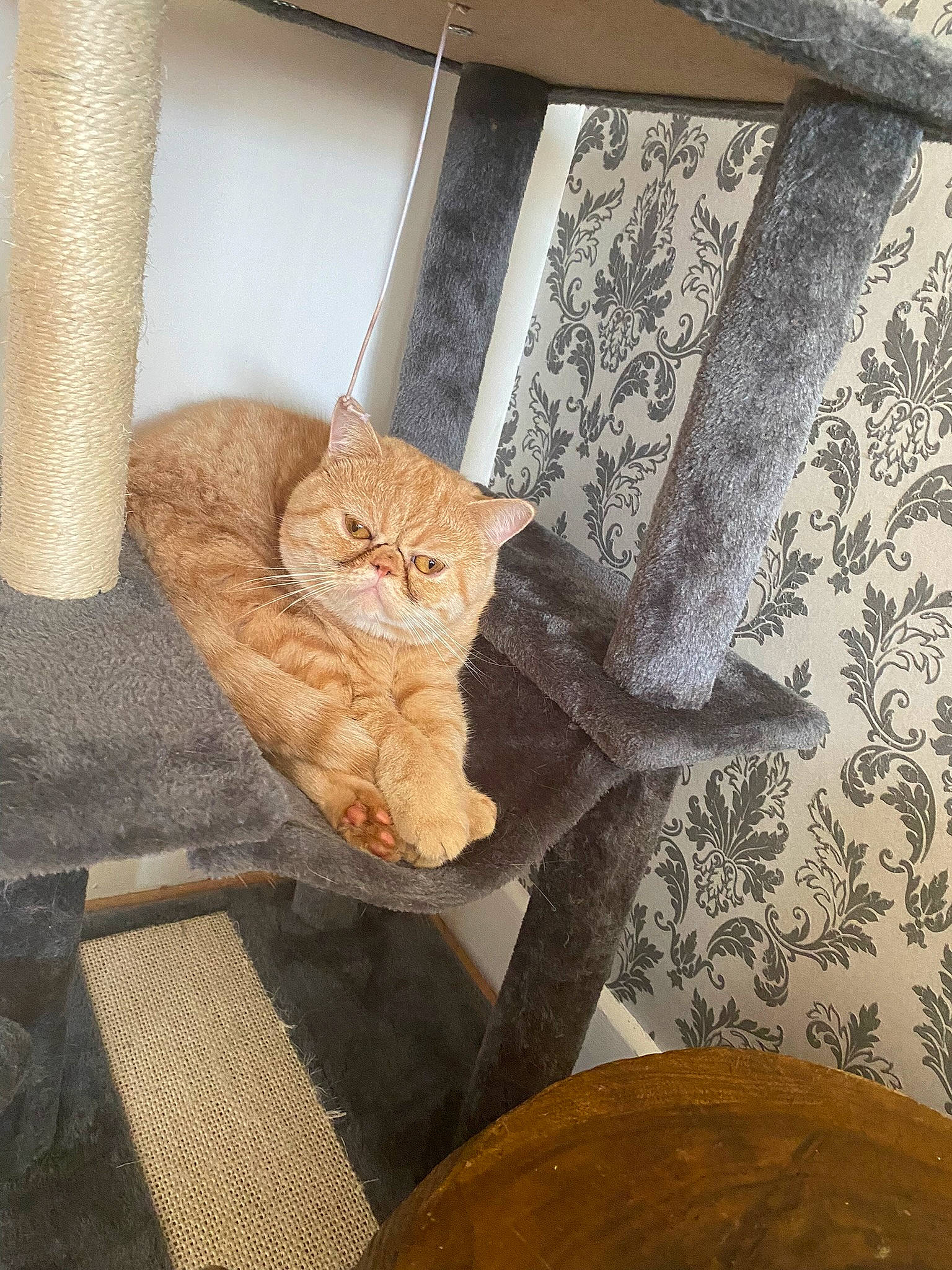 Smoke participe au concours pour gagner de l'argent avec cette photo : beige, brown, carnivore, cat, cat_supply, chair, comfort, couch, domestic_short_haired_cat, fawn, felidae, fur, linens, room, shelf, small_to_medium_sized_cats, tail, textile, whiskers, wood