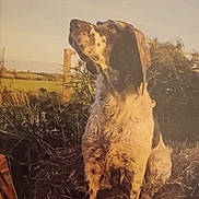 Malibu a rejoint le concours — aidez-le/la à gagner de superbes lots ! dog, speckled, outdoor, grass, nature, animal, pet, sitting, curious, rural, field, sunlight, brown, white, ears, fur, canine, looking_up, daylight, peaceful