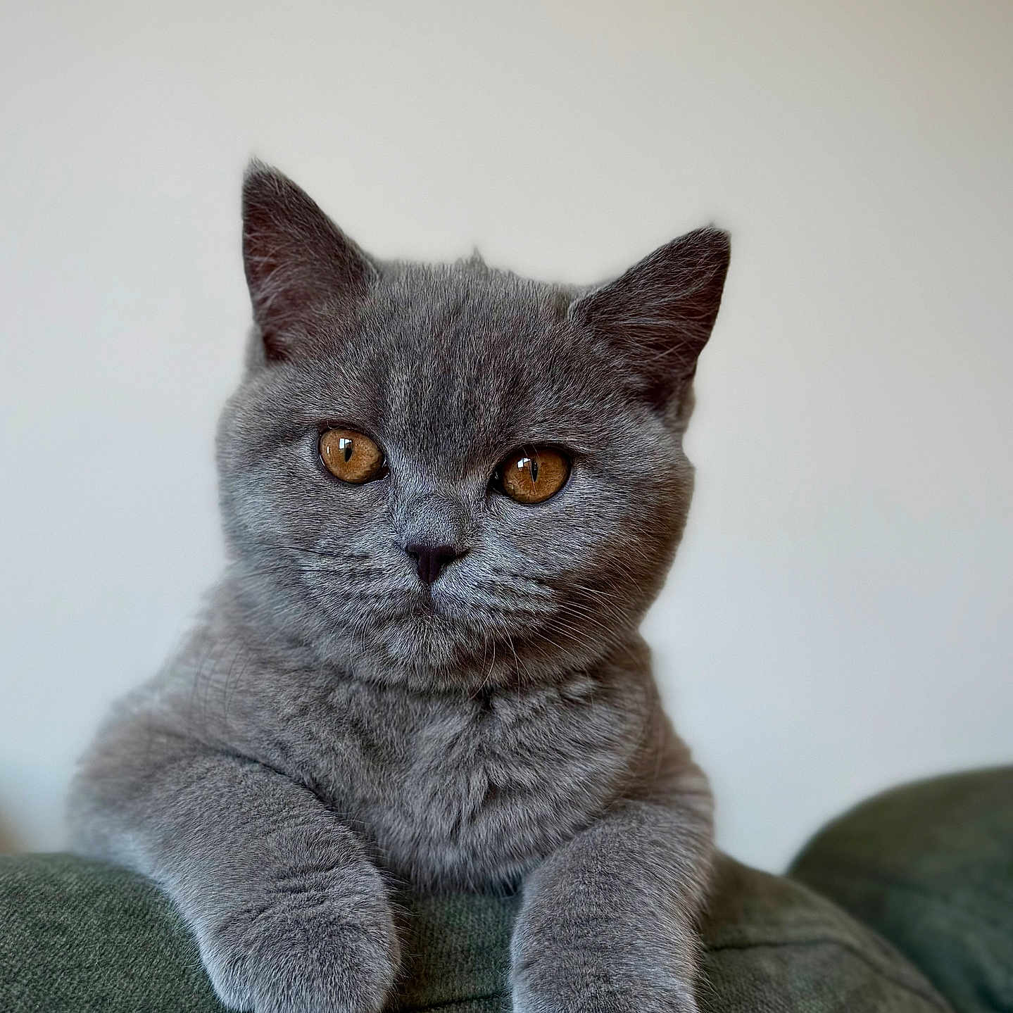 Vicky a rejoint le concours — aidez-le/la à gagner de superbes lots ! amber_eyes, animal, calm, cat, close_up, couch, cute, domestic_cat, ears, feline, fluffy, gray_cat, indoor, looking_at_camera, paws, pet, portrait, relaxed, soft_fur, whiskers