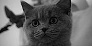 Vicky participe au concours pour gagner de l'argent avec cette photo : animal, black_and_white, blurred_background, cat, close_up, curious, cute, ears, eyes, face, feline, furry, indoor, kitten, muzzle, pet, portrait, soft_light, whiskers, young