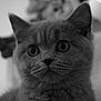 animal, black_and_white, blurred_background, cat, close_up, curious, cute, ears, eyes, face, feline, furry, indoor, kitten, muzzle, pet, portrait, soft_light, whiskers, young