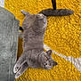amber_eyes, animal, carpet, cat, chair_leg, cozy, curious, cute, domestic_cat, floor, fluffy, furniture, gray_cat, home, indoor, pet, playful, relaxed, stretching, yellow_rug