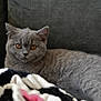 amber_eyes, animal, blanket, cat, closeup, couch, cute, domestic_cat, ears, feline, furry, gray_cat, indoor, mammal, pet, portrait, relaxed, resting, soft_texture, whiskers