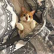 Perla a rejoint le concours — aidez-le/la à gagner de superbes lots ! cat, orange_cat, white_cat, bed, blanket, pillow, patterned_blanket, indoor, cozy, pet, feline, resting, cute, domestic_cat, fur, relaxed, lying_down, animal, whiskers, ears