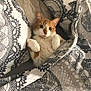 cat, orange_cat, white_cat, bed, blanket, pillow, patterned_blanket, indoor, cozy, pet, feline, resting, cute, domestic_cat, fur, relaxed, lying_down, animal, whiskers, ears