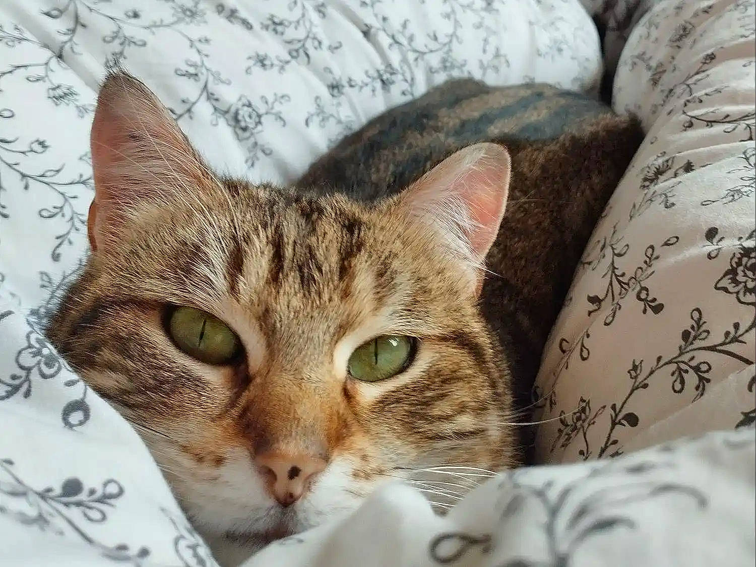 Leo a rejoint le concours — aidez-le/la à gagner de superbes lots ! carnivore, cat, comfort, domestic_short_haired_cat, felidae, fur, linens, small_to_medium_sized_cats, terrestrial_animal, whiskers, wildlife, window