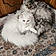 Fluffy And Lilly