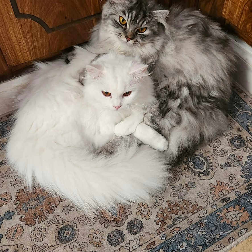 Fluffy And Lilly