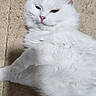 Fluffy And Lilly is registered to the contest to win money with this photo: animal, cat, cute, domestic_animal, ears, face, feline, floor, fluffy, fur, indoor, lying_down, mammal, paw, pet, portrait, relaxed, tile_floor, whiskers, white_cat