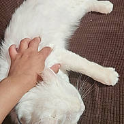 Fluffy And Lilly is registered to the contest to win money with this photo: animal, brown_couch, cat, closeup, comfort, couch, domestic_cat, feline, fur, hand, human_hand, indoor, paw, pet, relaxing, resting, sleeping, texture, whiskers, white_cat