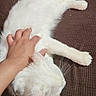 animal, brown_couch, cat, closeup, comfort, couch, domestic_cat, feline, fur, hand, human_hand, indoor, paw, pet, relaxing, resting, sleeping, texture, whiskers, white_cat