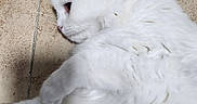 Fluffy And Lilly is registered to the contest to win money with this photo: animal, cat, companion_animal, cute, domestic_cat, feline, floor, fluffy, fur, indoor, laying_down, mammal, pet, pink_ear, relaxed, side_view, stretching, tile, whiskers, white_cat