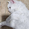 animal, cat, companion_animal, cute, domestic_cat, feline, floor, fluffy, fur, indoor, laying_down, mammal, pet, pink_ear, relaxed, side_view, stretching, tile, whiskers, white_cat