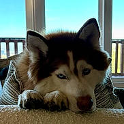 Freddie joined the competition — help win amazing prizes! dog, husky, blue_eyes, resting, indoor, window, daylight, furry, pet, animal, cozy, portrait, paw, looking, nose, ears, fence, couch, relaxed, home