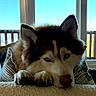 dog, husky, blue_eyes, resting, indoor, window, daylight, furry, pet, animal, cozy, portrait, paw, looking, nose, ears, fence, couch, relaxed, home