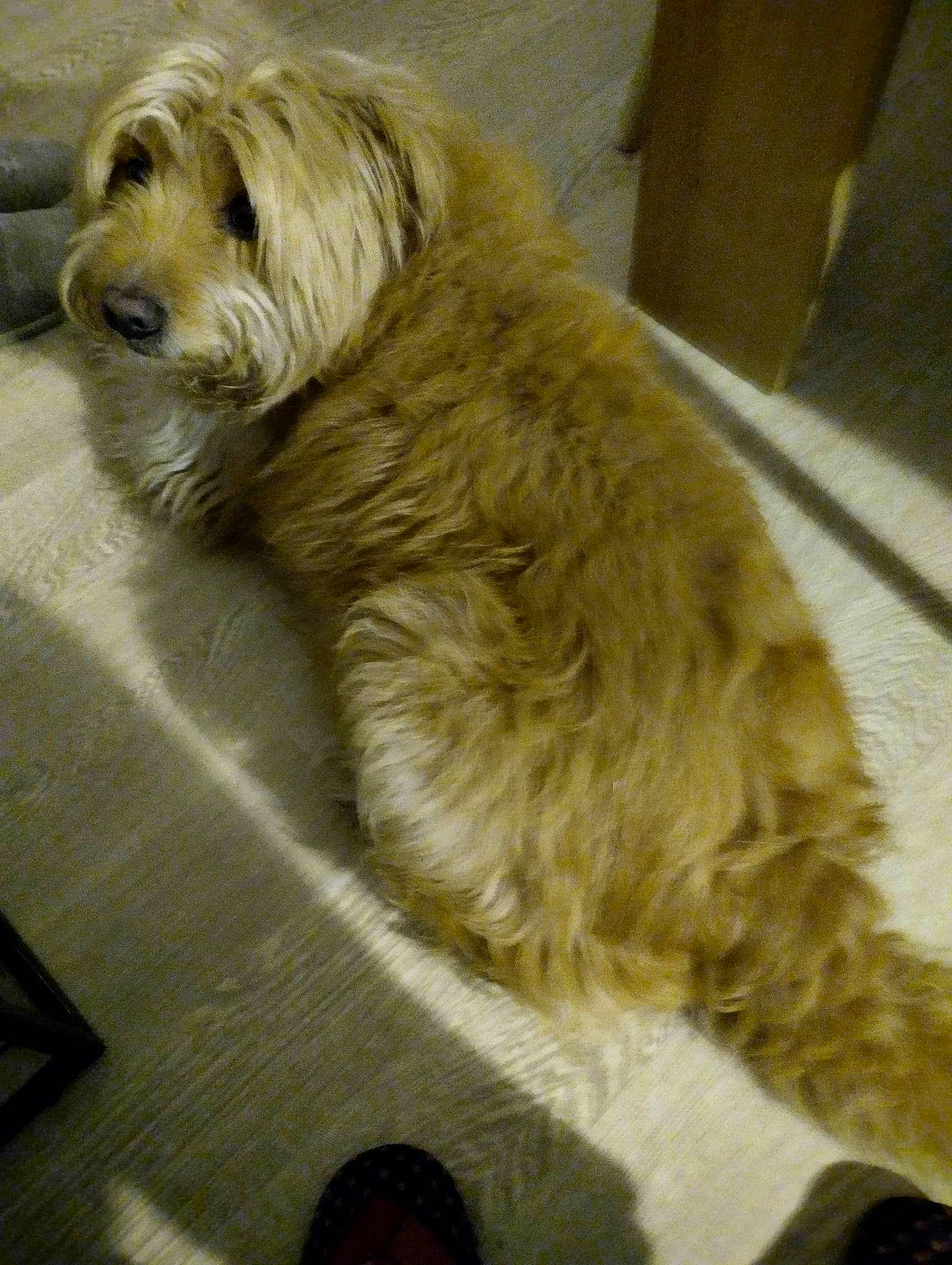 Caramel a rejoint le concours — aidez-le/la à gagner de superbes lots ! canidae, carnivore, companion_dog, dog, dog_breed, dog_supply, flooring, fur, liver, small_terrier, sporting_group, terrestrial_animal, terrier, working_animal