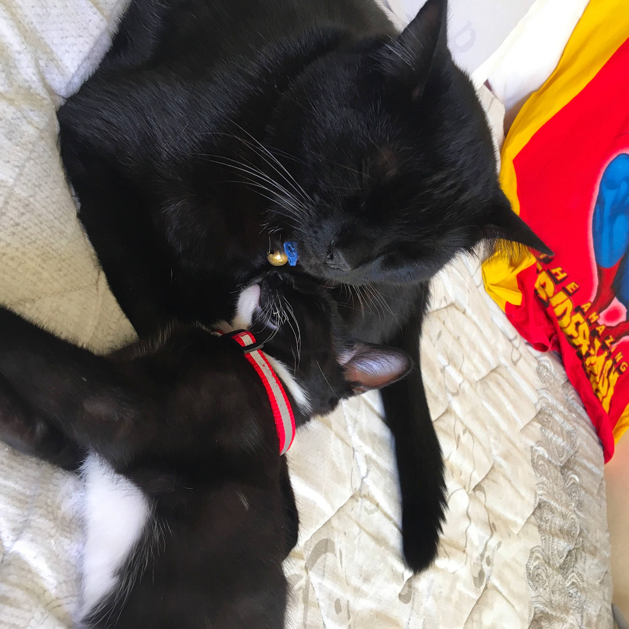 Max Et Ruby participe au concours pour gagner de l'argent avec cette photo : black, black_cat, bombay, carnivore, cat, felidae, fictional_character, fur, small_to_medium_sized_cats, snout, whiskers