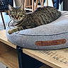 cat, tabby_cat, pet_bed, wooden_table, indoor, furniture, collar, bell, ears, eyes, fur, striped, resting, curious, domestic, cozy, household, chair, jacket, floor