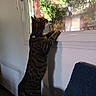 cat, tabby_cat, window, reflection, indoor, curious, paws, greenery, sunlight, cushion, blue_chair, feline, pet, domestic_animal, home, looking_out, shadow, collar, fur, curiosity