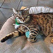 Cosmo a rejoint le concours — aidez-le/la à gagner de superbes lots ! cat, tabby, sleeping, toy, feather, cushion, indoor, tile_floor, sunlight, shadow, pet, relaxed, fur, paw, whiskers, cozy, resting, domestic, animal, cute