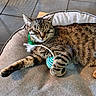 cat, tabby, sleeping, toy, feather, cushion, indoor, tile_floor, sunlight, shadow, pet, relaxed, fur, paw, whiskers, cozy, resting, domestic, animal, cute