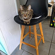 Cosmo a rejoint le concours — aidez-le/la à gagner de superbes lots ! alert, animal, background, black_chair, cat, chair, curious, domestic_cat, feline, floor_tiles, home, indoor, pet, quiet, resting, sitting, tabby, toy, wide_eyes, wooden_legs