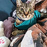 cat, tabby_cat, pet, animal, feline, cozy, blanket, pillow, indoor, cute, wide_eyes, curious, fur, collar, blue_collar, sleeping_area, resting, soft_texture, close_up, domestic_animal