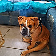 Bueno a rejoint le concours — aidez-le/la à gagner de superbes lots ! dog, brown_dog, puppy, indoor, couch, blanket, pet_bed, tile_floor, seated, looking_at_camera, white_marking, leash, furniture, home_interior, domestic_animal, cute, companion, pet, canine, relaxed