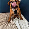 Bueno participe au concours pour gagner de l'argent avec cette photo : dog, brown_dog, puppy, pet, tongue, licking, couch, blue_cushions, indoor, sitting, cute, playful, animal, canine, fur, nose, paws, blanket, fabric, home