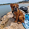 Bueno a rejoint le concours — aidez-le/la à gagner de superbes lots ! dog, puppy, rock, water, beach, towel, bag, outdoor, sky, leash, brown, white_marking, canine, pet, nature, landscape, summer, sunny, coast, relaxing