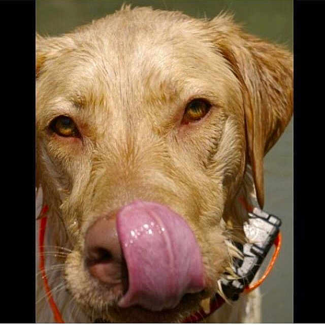 Sadie is registered to the contest to win money with this photo: animal, bodypart, canine, dog, goldenretriever, hound, labradorretriever, mouth, person, pet, puppy, snout, tongue