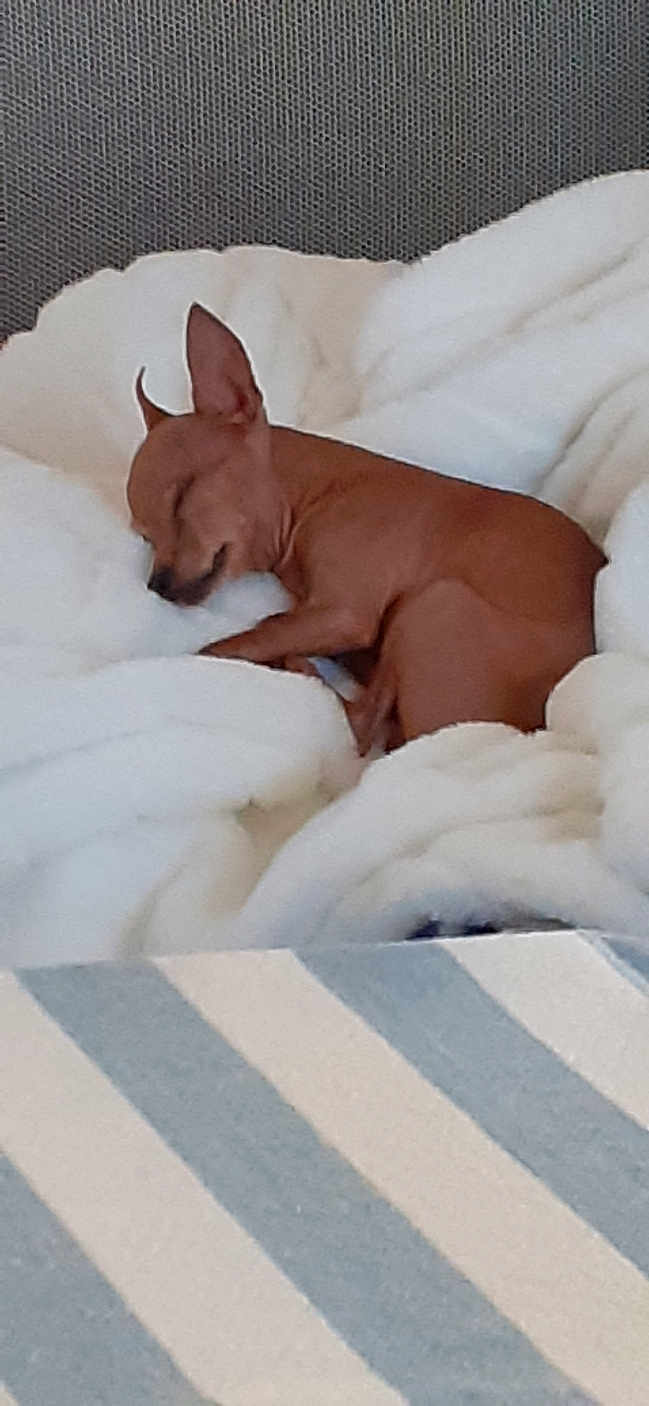 Orel participe au concours pour gagner de l'argent avec cette photo : animal, blanket, brown_dog, canine, comfort, cozy, cute, dog, domestic_animal, fur, fur_texture, indoor, nap, pet, relaxing, resting, sleeping, small_dog, soft, white_blanket