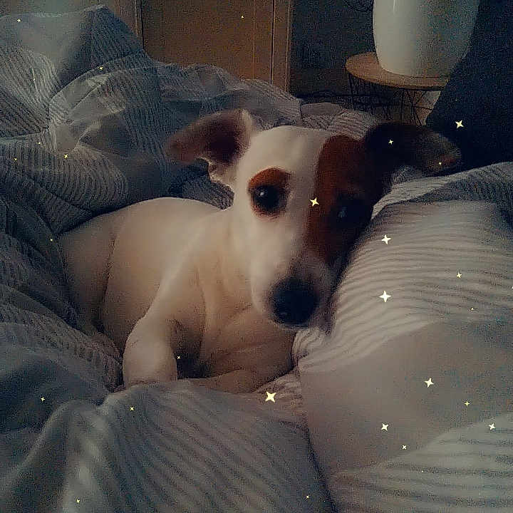 Naya a rejoint le concours — aidez-le/la à gagner de superbes lots ! animal, bed, bedroom, beverage, blanket, canine, coffee, coffeecup, couch, cup, dog, furniture, homedecor, hound, indoors, linen, pet, puppy, room, sphere