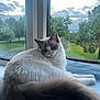 Bella is registered to the contest to win money with this photo: animal, blue, cat, cloudy_sky, curious, cushion, daylight, ears, face, fluffy, fur, indoor, nature, outdoor, pet, relaxed, tail, tree, whiskers, window