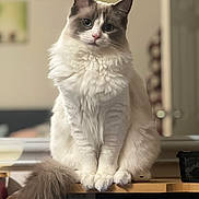 Bella joined the competition — help win amazing prizes! animal, blue_eyes, calm, cat, close_up, curious, cute, domestic_cat, feline, fluffy, focused, indoor, long_fur, pet, portrait, sitting, soft_light, tail, whiskers, wooden_surface