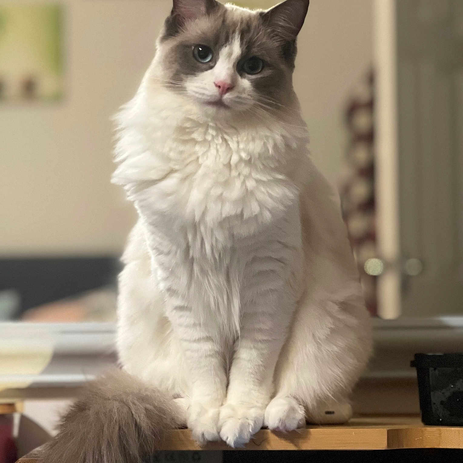 Bella joined the competition — help win amazing prizes! animal, blue_eyes, calm, cat, close_up, curious, cute, domestic_cat, feline, fluffy, focused, indoor, long_fur, pet, portrait, sitting, soft_light, tail, whiskers, wooden_surface