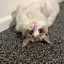 animal, carpet, cat, close_up, cozy, curious, cute, domestic_cat, ears, feline, fluffy, indoor, lying_down, pet, pink_nose, relaxed, soft_fur, upside_down, whiskers, wide_eyes