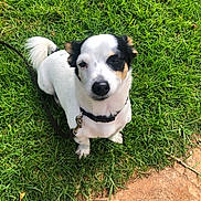 Rio participe au concours pour gagner de l'argent avec cette photo : dog, small_dog, white_dog, black_spots, grass, outdoor, pet, leash, collar, cute, sitting, animal, canine, daylight, nature, paw, tail, fur, face, looking_up