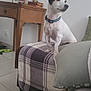 Rio a rejoint le concours — aidez-le/la à gagner de superbes lots ! dog, small_dog, blue_collar, plaid_blanket, ottoman, cushion, sofa, wooden_table, lamp, books, picture_frame, tile_floor, indoor, pet, alert, ears, white_dog, black_spots, living_room, furniture