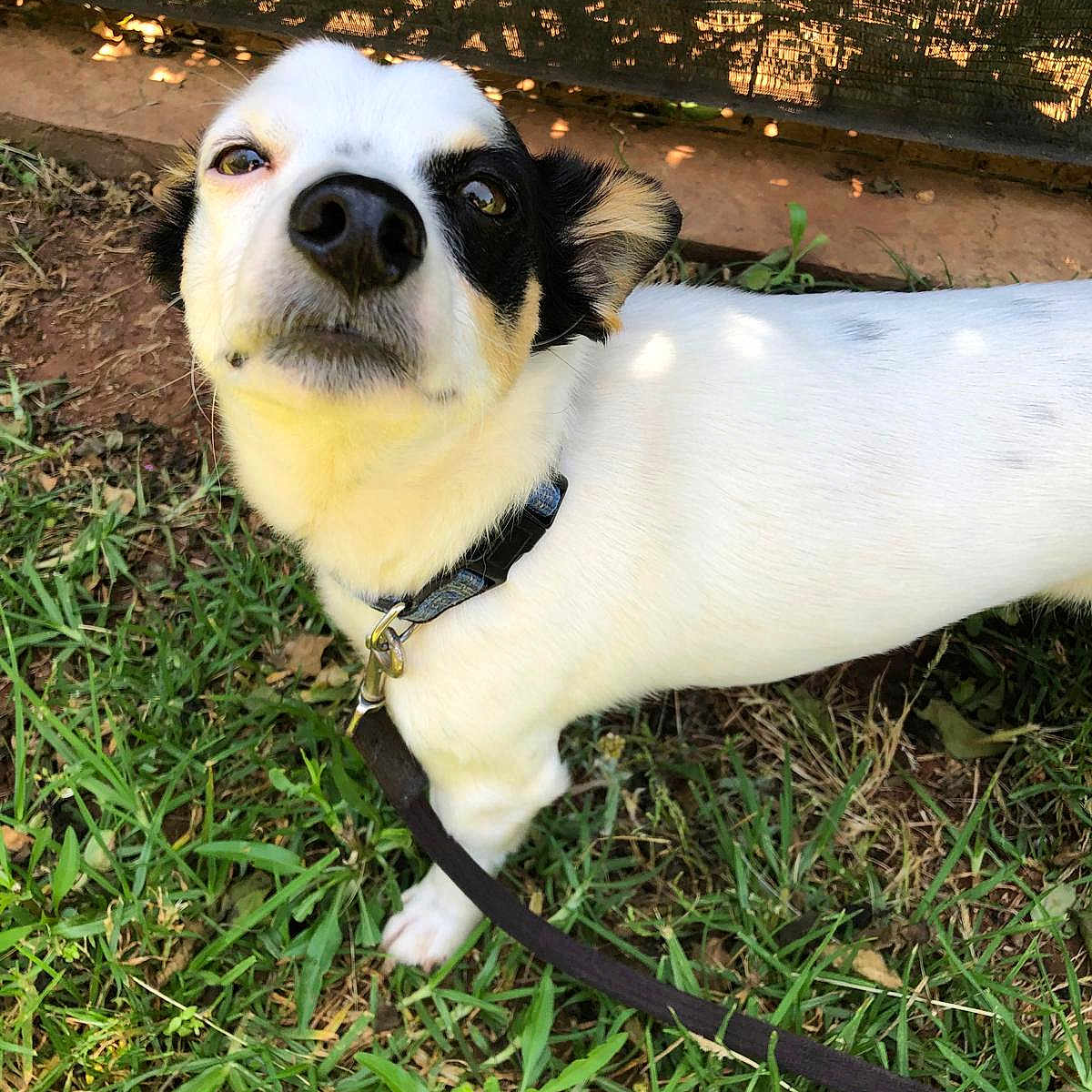 Rio participe au concours pour gagner de l'argent avec cette photo : animal, background, black_and_white, canine, close_up, collar, curious, dirt, dog, ears, fence, fur, grass, leash, looking_up, nature, outdoor, pet, small_dog, sunlight